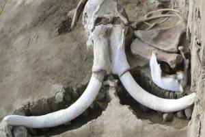 El INAH halla restos de 14 mamuts en el Estado de México