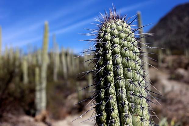 Fundación busca frenar robo de especies en la reserva Tehuacán-Cuicatlán