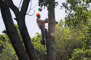 ¡Precaución! Aumentan 75% reportes de árboles caídos o por caer