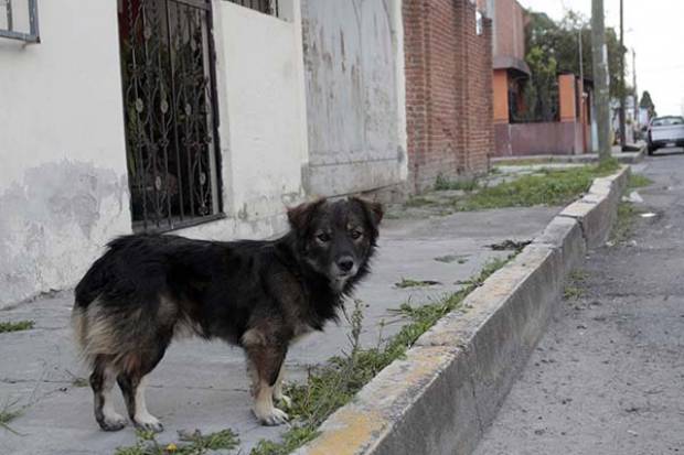 Presentan 535 denuncias por maltrato animal en Puebla