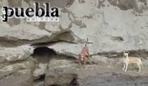 VIDEO: Perros que cayeron al socavón de Juan C. Bonilla siguen con vida