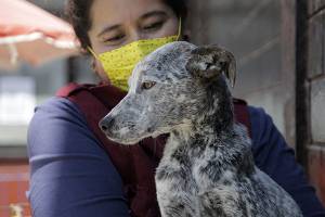 120 perros en resguardo, por maltrato o abandono, tiene el municipio de Puebla