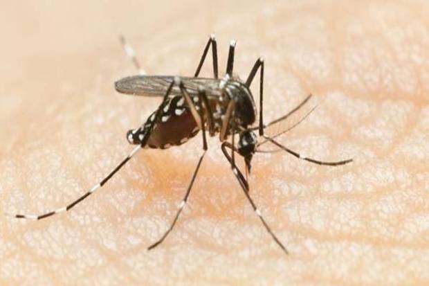 Dengue, la otra pandemia en América Latina