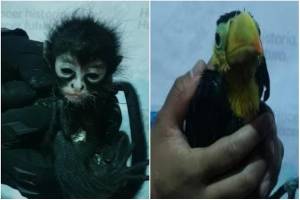 Sujetos son detenidos al vender crías de monos y tucán en Puebla