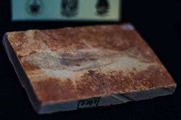 La BUAP alberga fósiles marinos de 150 millones de años de antigüedad