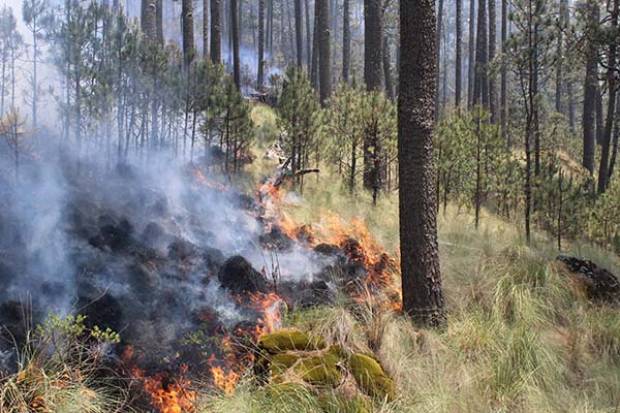 Puebla, tercer lugar con más incendios forestales en el primer trimestre del año: Conafor