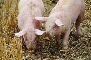 Investigadora de la BUAP desarrolla vacuna contra virus porcino
