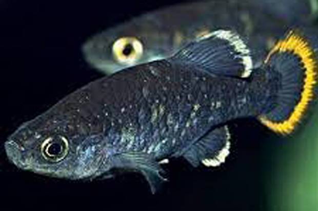 Investigador de la BUAP estudia el comportamiento de la especie Xenotoca variata de peces mexicanos