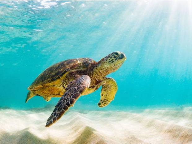 Así funciona el hospital de tortugas marinas en Xcaret