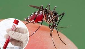 Gobierno de AMLO no compró insecticida por ocho meses y repunta dengue