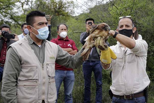 FGR, SSP y GN rescatan a mil 310 aves y otros animales en Puebla