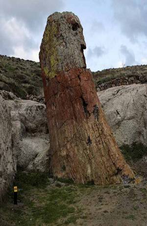 Hallan árbol petrificado de 200 millones de años