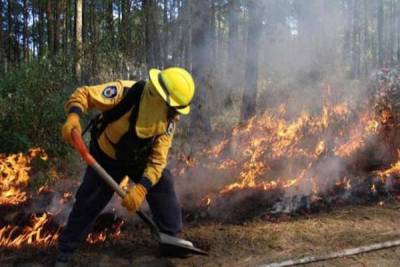 Renuncia director de la Conafor por falta de presupuesto para combatir incendios