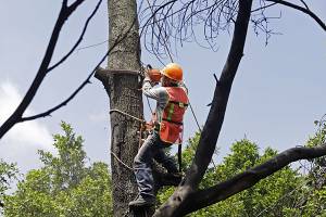 Crecen 31% reportes de árboles caídos o por caer en Puebla capital