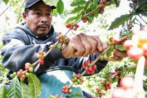 Crece 72% producción de café en Puebla: Desarrollo Rural