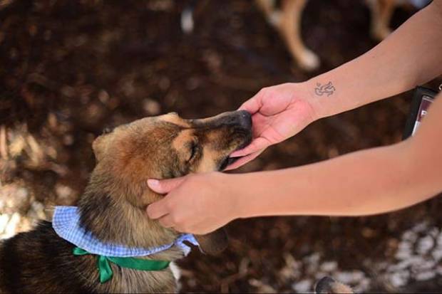 Ayuntamiento de Puebla invita a participar en encuesta sobre bienestar animal