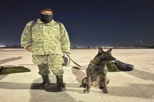 Muere Proteo, canino de la Sedena, en labores de rescate en Turquía