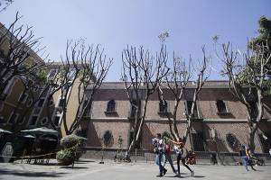 Sigue impune el Hotel Colonial de Puebla por poda ilegal de árboles
