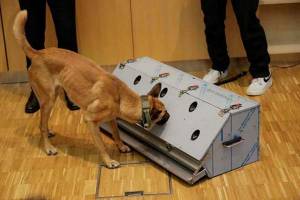Estos perros detectan COVID con 94% de precisión