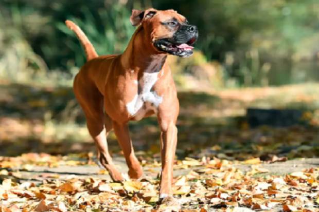 Hombre es vinculado a proceso por machetear a un perro en Puebla