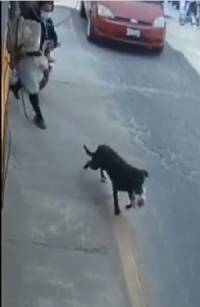 VIDEO: Conoce al perro robacemitas de Acajete
