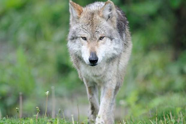 El Lobo Mexicano sale de la categoría de extinto