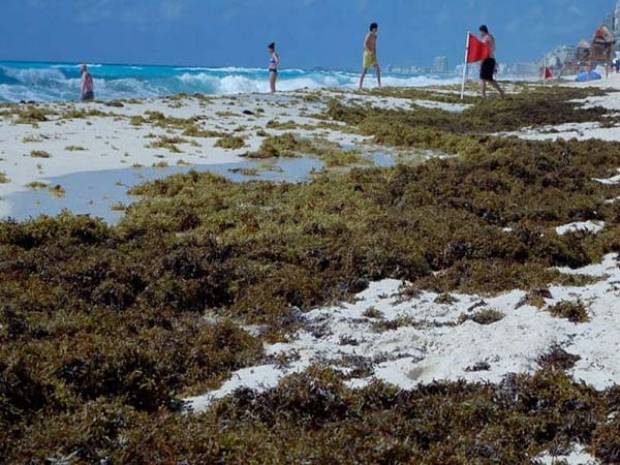 ¡Qué asco! Así están las playas de Tulum llenas de sargazo