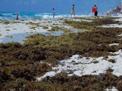 ¡Qué asco! Así están las playas de Tulum llenas de sargazo