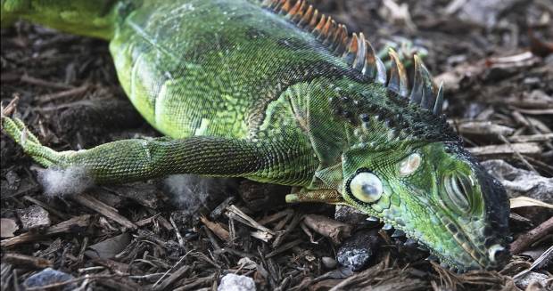 Alertan posible “lluvia” de iguanas en Florida