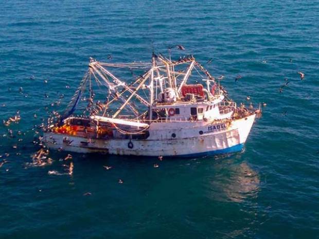 Pescadores regresan al hábitat de la vaquita marina con 700 barcos