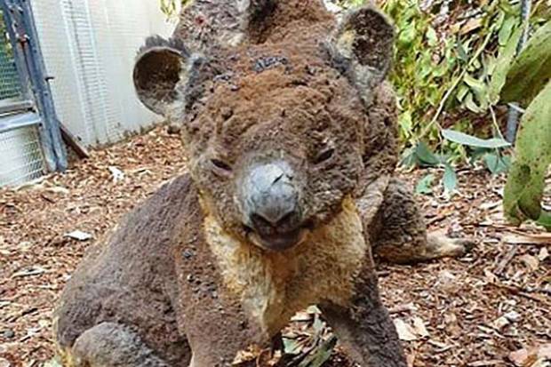 Muere la mitad de la población de koalas por incendios en Australia