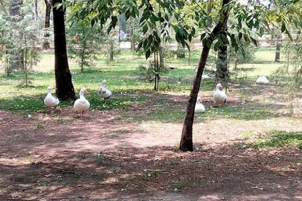 Patos del Parque Ecológico mueren por agresión de tlacuaches y perros, no por falta de alimentos