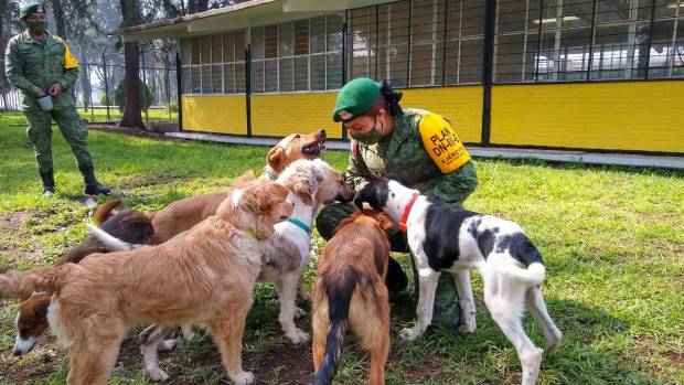 Ejército Mexicano abre refugio canino en zona del aeropuerto de Santa Lucía