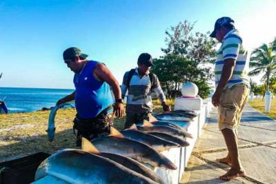 Greenpeace halla microplásticos en 20% de peces comerciales