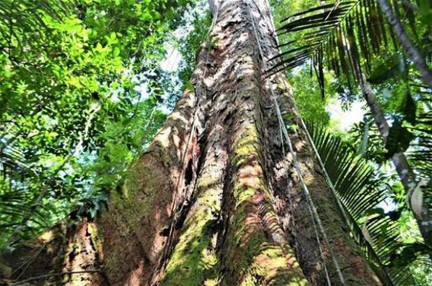 El árbol más grande de la Amazonía, ¿a salvo de incendios?