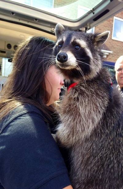 Murió Oreo, el mapache de Guardianes de la Galaxia