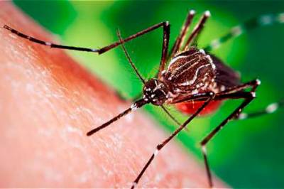 Tres muertos por dengue en Puebla, reporta Secretaría de Salud