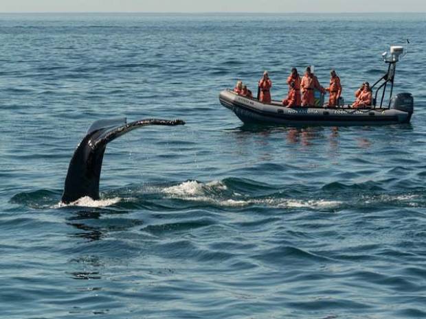 Dónde y cuándo avistar ballenas