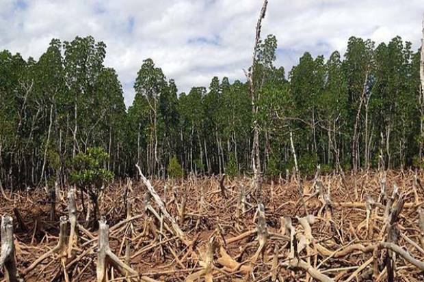 Pandemias, resultado de destrucción de la naturaleza: OMS