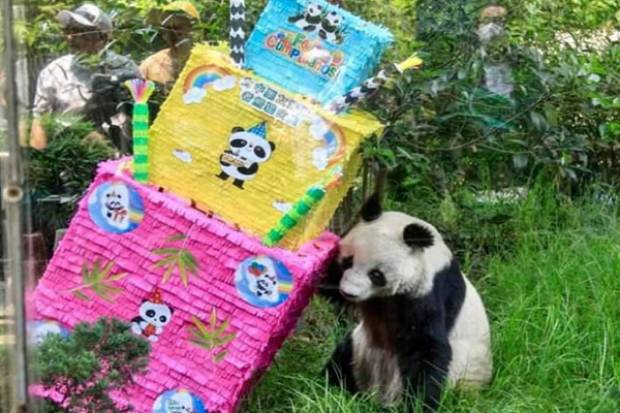 Muere Shuan Shuan, la panda más longeva del zoológico de Chapultepec