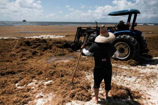 Ya son 33 los destinos de Quintana Roo con sargazo excesivo