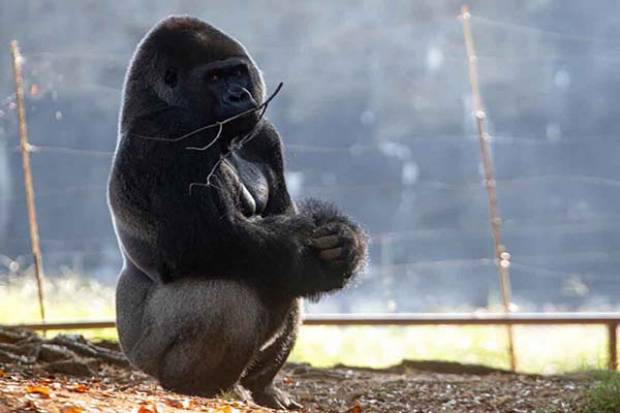 Ahora… 18 gorilas tienen COVID
