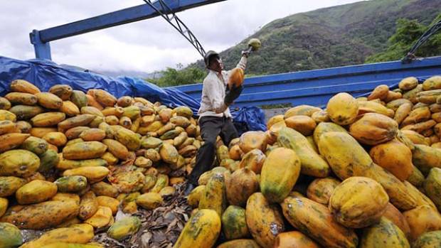 EU acusa que papaya mexicana tiene salmonela; el Senasica lo niega