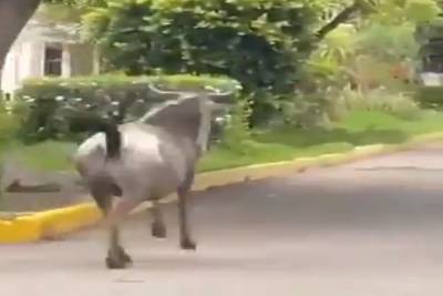 Ñu escapa del zoológico y corre por calles de Tehuacán