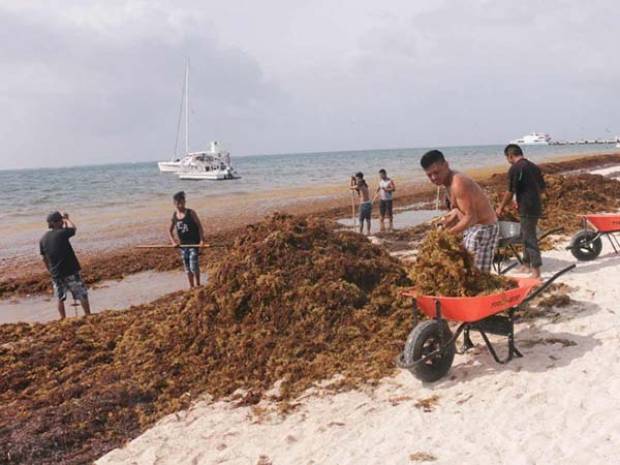 Daña más la basura que el sargazo: especialistas