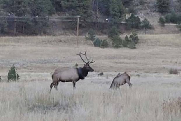 ¿Cómo llegó esa llanta al cuello del alce?