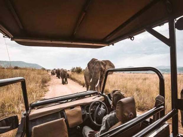 Vive este safari en África desde tu casa