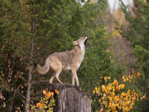 El coyote de Central Park