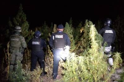 Localizan terreno donde se sembraba marihuana en San Andrés Azumiatla