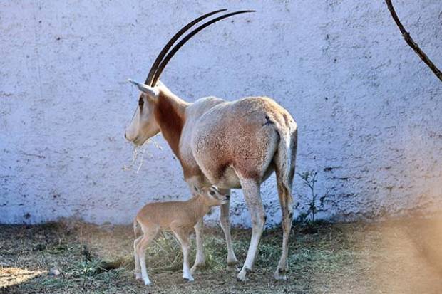 Nació un orix cimitarra en el Zoológico del Altiplano de Tlaxcala